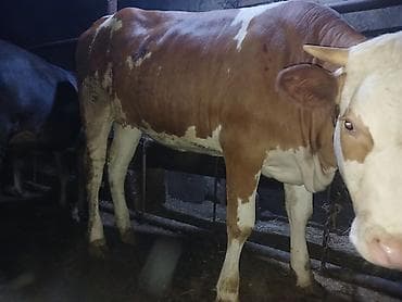 Dişi, Simental, il: 2, 240 kq, Damazlıq, Südlük, Ünvandan götürmə — 1