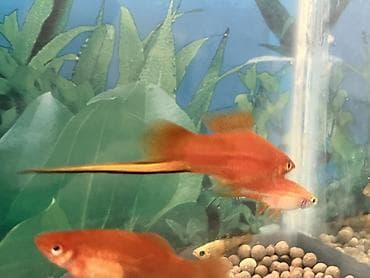 satiliq inekler: Sülhsevər, Ünvandan götürmə — 7