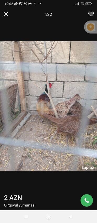 Ət və dəniz məhsulları: Qırqovul yumurtası - Növ: Qırqovul (pheasant) yumurtası - Təyinat — 1