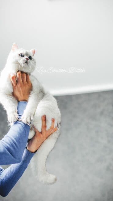 pişik cütləşmə: Britan, Erkək, Cütləşmə üçün — 6