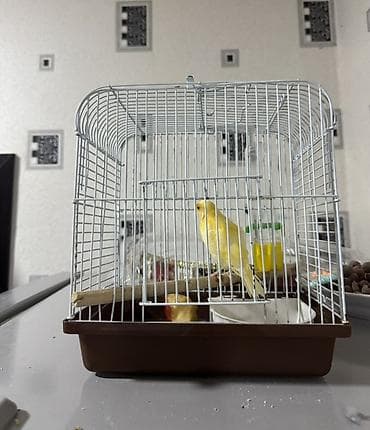 Daşıma qəfəs satılır idal vəziyyətdədi qırığı nəyisə yoxdu qiymət 12