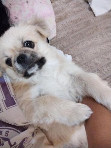 heyvan: Pekines — 3