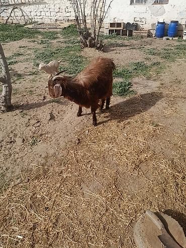 Dişi, il: 1, 40 kq, Ətlik, Südlük, Ünvandan götürmə — 2