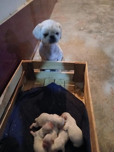 it albay: Pekines, 1 ay, Peyvəndli — 4