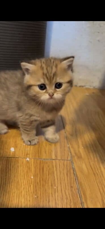 pişik sahiblendirilir: Şotland yastı qulaq — 6