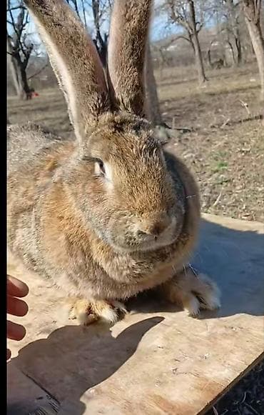 Inəklər, öküzlər: Erkək dişi dovşan Satılır dişinin qarnında balası var Təcili şərait — 2