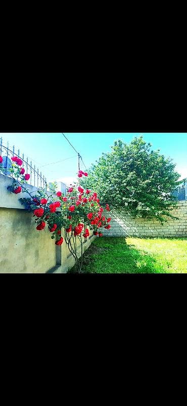otag: Salam. Bakıda, Yeni Ramanada (Ayroportun yanında) Şuşa qəsəbəsındə 3 — 3