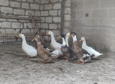 Pekin ördəklər 5 aylıqdır