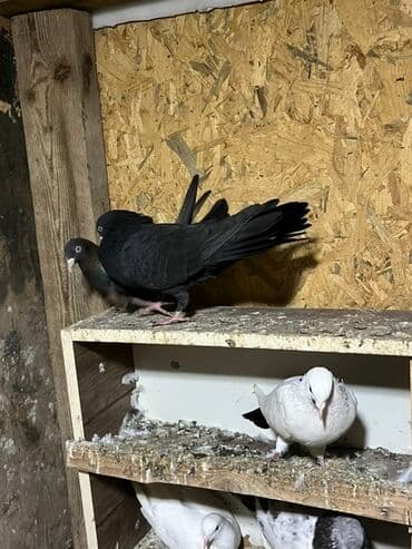 Akvarium aksessuar və ləvazimatları: Göyərçinlər zabratdadı hamsı uçan quşlardı isdəyən olsa gəlsin həyətdə — 2