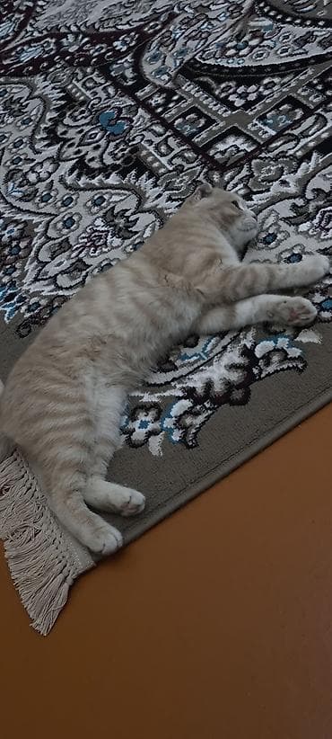 K/t heyvanları və malları: Şotland — 6