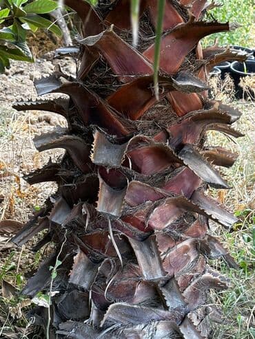 Bitki dərmanları: Yelpazə formalı yarpaqlı dibçək palmaları - Növ: Fan palm — 5