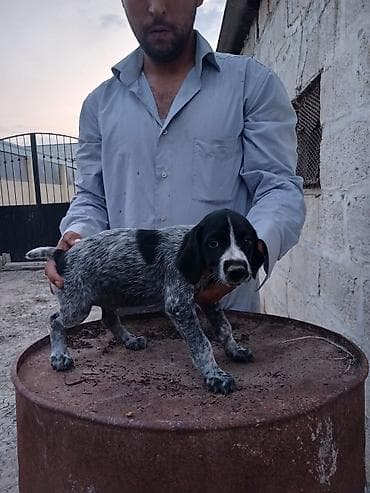 cins qazlar: Alman qısatüklü ov iti balası (German Shorthaired Pointer) – — 5