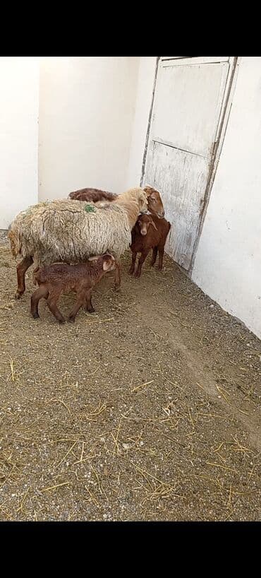 qurbanlıq qoyunlar: Dişi, Qala, il: 1, 50 kq, Damazlıq, Ünvandan götürmə — 3