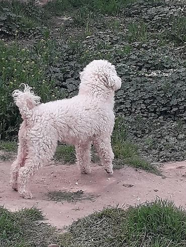 itlər pudel: Pudel, 1 il, Erkek, Peyvəndli — 3