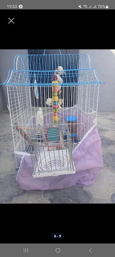 Bir ədəd böyük ölçülü qəfəs satılır ağıllı yem qabı və sadə yem at lalafo.az Bir ədəd böyük ölçülü qəfəs satılır ağıllı yem qabı və sadə yem