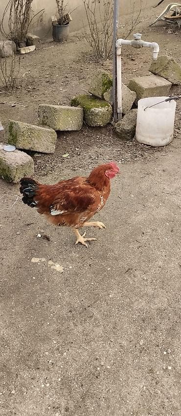 K/t heyvanları və malları: Toyuq, Ətlik — 4