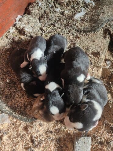 azerbaycanda it adlari: Xaski, Erkek — 1