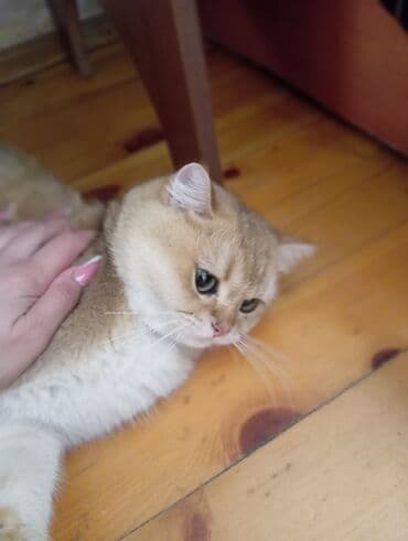 британская шиншилла: Qızıl şinşilla, Erkək, Yaxşı əllərə, Ünvandan götürmə — 2