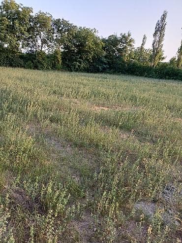 1 sot nece kvadrat metrdir: 80 sot, Biznes üçün, Mülkiyyətçi, Kupça (Çıxarış) — 8