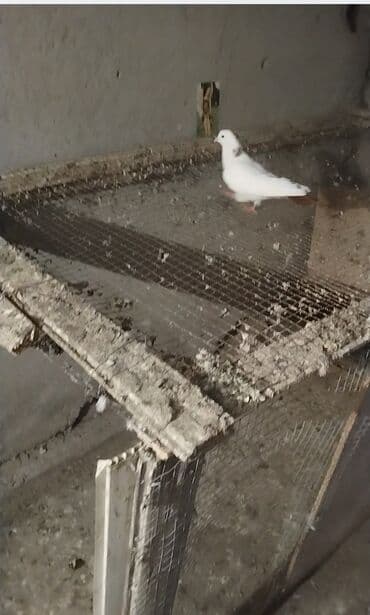 ingilis setter it cinsinin digər adı: Məhsul: Bəzək (cins) göyərçinlər Təsvir: - Rəng: qırmızı-qəhvəyi və — 4