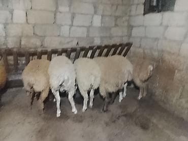 Qoyun sürüsü – ev şəraitində saxlanılır - Yerli cins ana qoyunlar - lalafo.az -da Qoyun sürüsü – ev şəraitində saxlanılır - Yerli cins ana qoyunlar -