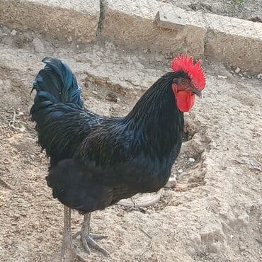 купить кролика в баку: Saf qan xətləri olan qara xalli xoruzlar - Rəng: dərin qara, günəşdə — 10