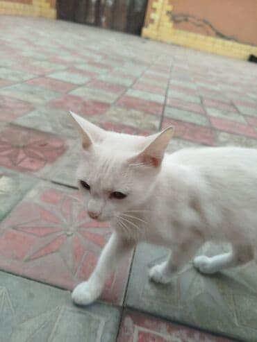 Ağ rəngli ev pişiyi. - Tam ağ, qısa tüklü, incə bədən quruluşu -