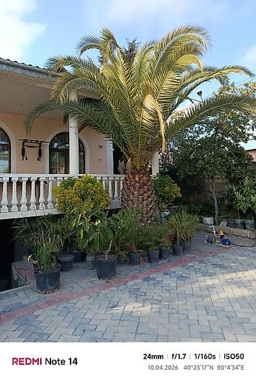 Dekorativ palma və ornamental bitkilər - Həyət və bağ sahələri üçün