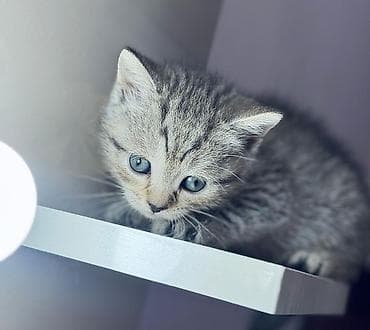 britan şinşila: Britan — 2