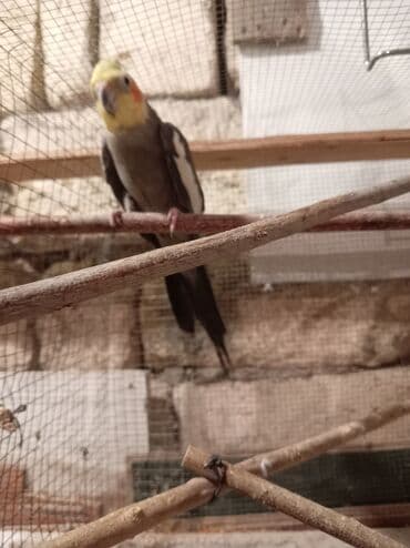 Tutuquşları: Yaşı 1,5 erkəkdir qızğın quşdur — 5