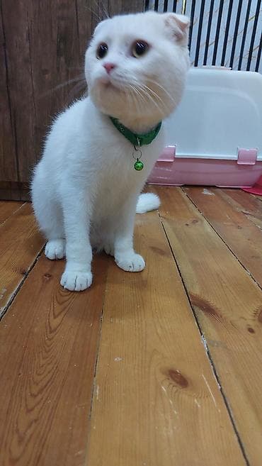 Heyvanlar üçün mallar: Şotland yastı qulaq, Erkək, Yaxşı əllərə, Ödənişli çatdırılma — 5