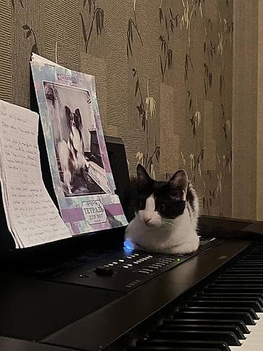 lalafo pisik satisi: Erkək, Yaxşı əllərə, Pulsuz çatdırılma — 3