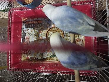 hunduşqa satışı: Rainbov rənglərində tutuquşu balaları satılır 2 sidə 2aylıqdır biri — 3