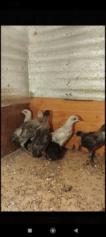 ordek balasi nece gune cixir: Toyuq cücələri, Damazlıq — 6