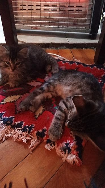 balaca it: Sibir, Erkək, Dişi, Ünvandan götürmə — 5