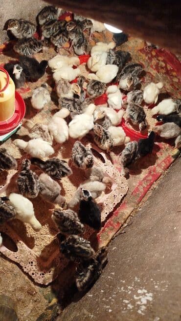 Lexus: Hinduşka cücələri, Damazlıq — 1