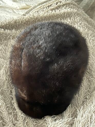 Tünd qəhvəyi rəngli təbii xəz papaq - Material: yumşaq, qısa tüklü