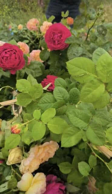 qapi dekoru: SAQI Gülçülük – Tərtərin ən gözəl gülləri • Öz bağımızda yetişdirilən — 3