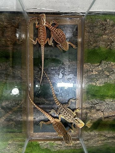 qurd basar: Növ: Bearded Dragon (Pogona vitticeps) aqama balaları qiymetler — 7