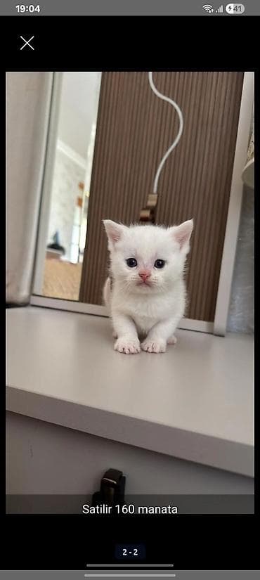 cins keci: Britan, Ünvandan götürmə — 1