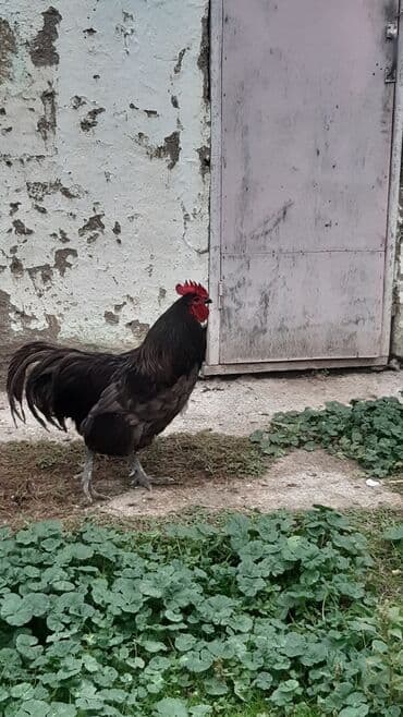 cins ineklerin satisi: Avstrolorp blue 3.5 yaş . damazlıq üçün əla xoruzdu.qan dəyişimi üçün — 3