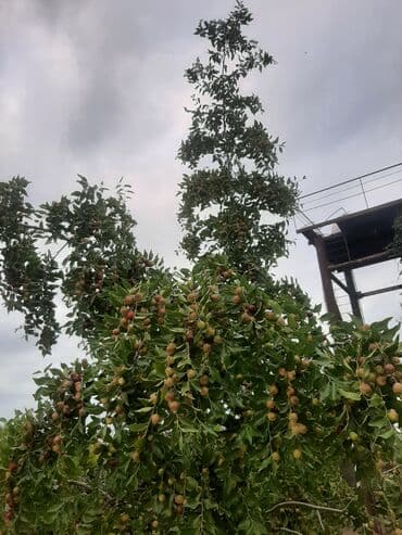 leylandra ağacı: İydə və innab tingləri .Ünvan Bilgəh.Razılaşma yolu ilə.Ağacların — 9