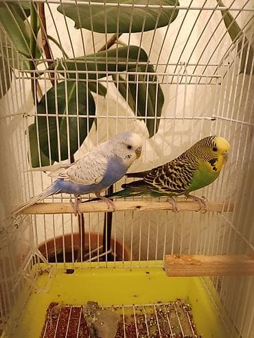 Tutuquşu cəmi 35 azn erkek ve dişi