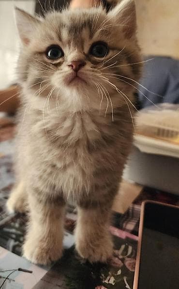 Собаки: Британская, В добрые руки — 3