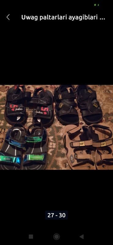 мейн кун купить в баку: Amerikan Shorthair, Erkək, Ünvandan götürmə — 4