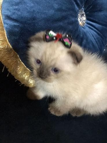 heyvan: Siam — 5