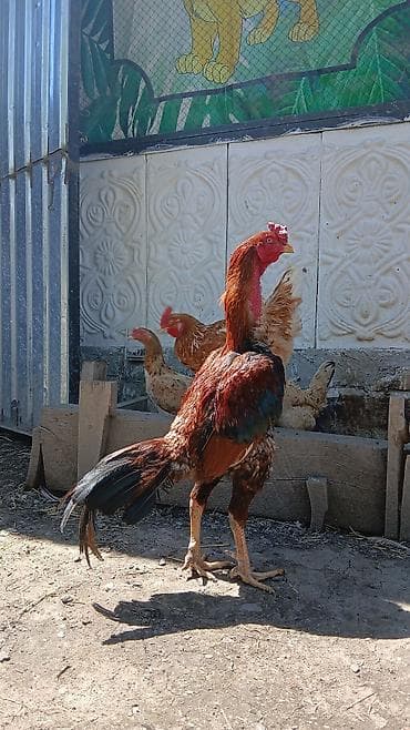 tap.az iri buynuzlu heyvanlar: Temiz Qan Star neslinen olan Meydanliq heyvan Satilir men doyusduren — 1