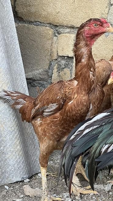 doyuşkən xoruz: Aseel tipli döyüş cinsindən qırmızı-qəhvəyi rəngli toyuq/horozlar — 3