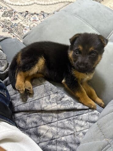 şotlan pişik: Şotland yastı qulaq, Erkək, Dişi, Yaxşı əllərə, Ünvandan götürmə, Pulsuz çatdırılma, Ödənişli çatdırılma — 147