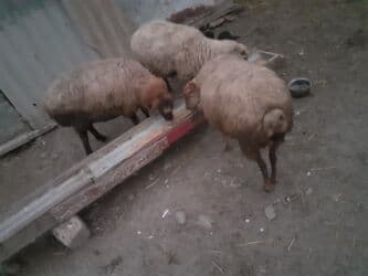 отдам в добрые руки собаку: 3 balalı hevandı — 2